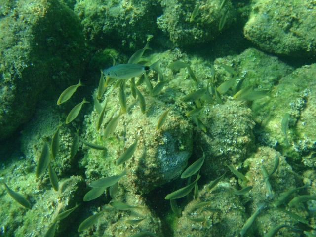 Banco de peces haciendo snorkel